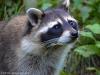Little sweet raccoon