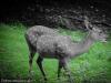 A deer