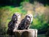 little owl brothers