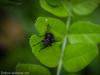 fly