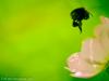 Honeybee