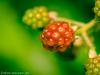 Berry
