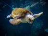 Loro parque 2014 - Schildkröte