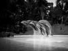 Loro parque 2014 - Delfines